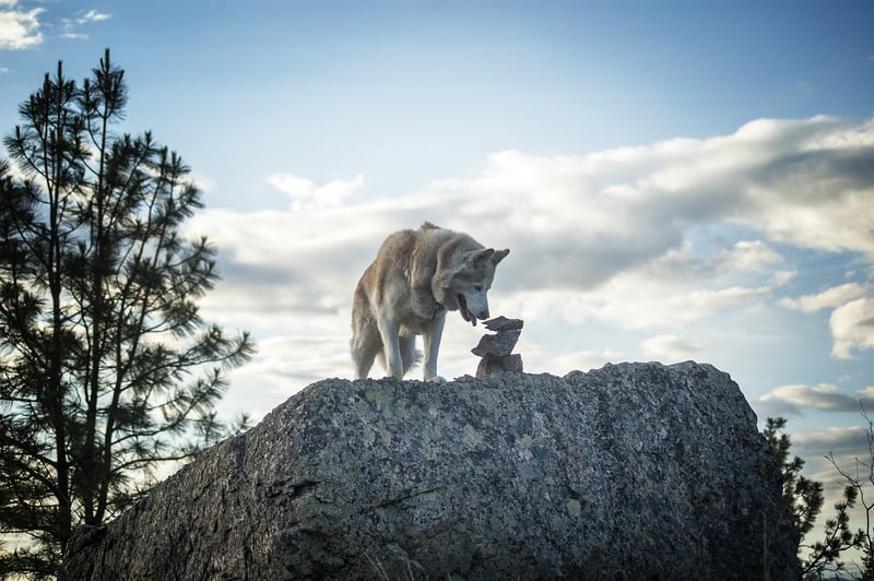Wild Adventures