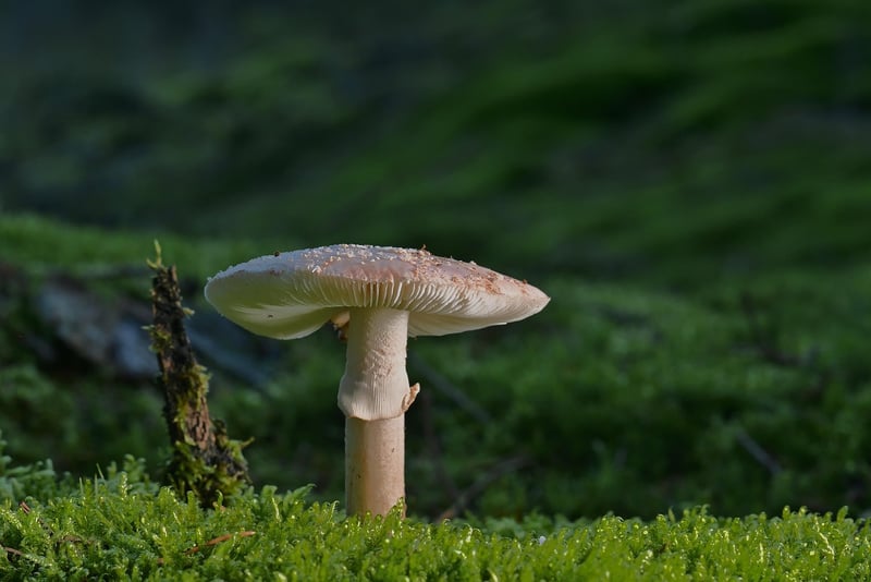 Mystical Forest